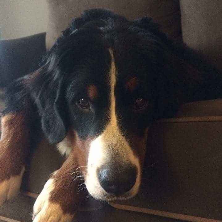 Show me your fur babies!
