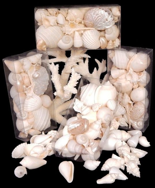 Looking for seashells