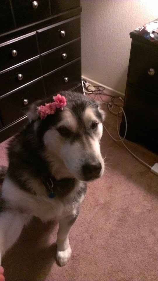 So I want to kill my dog right now lol