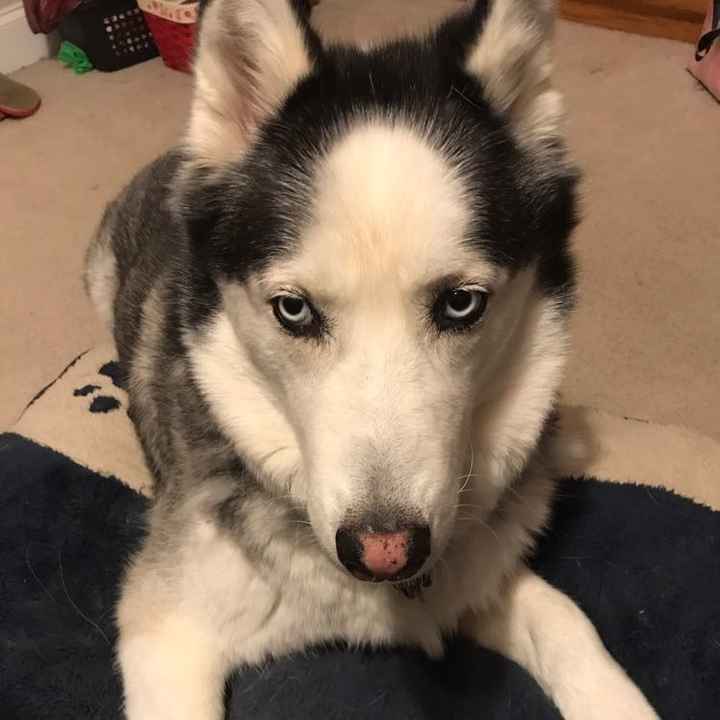 Pets "helping" you make things