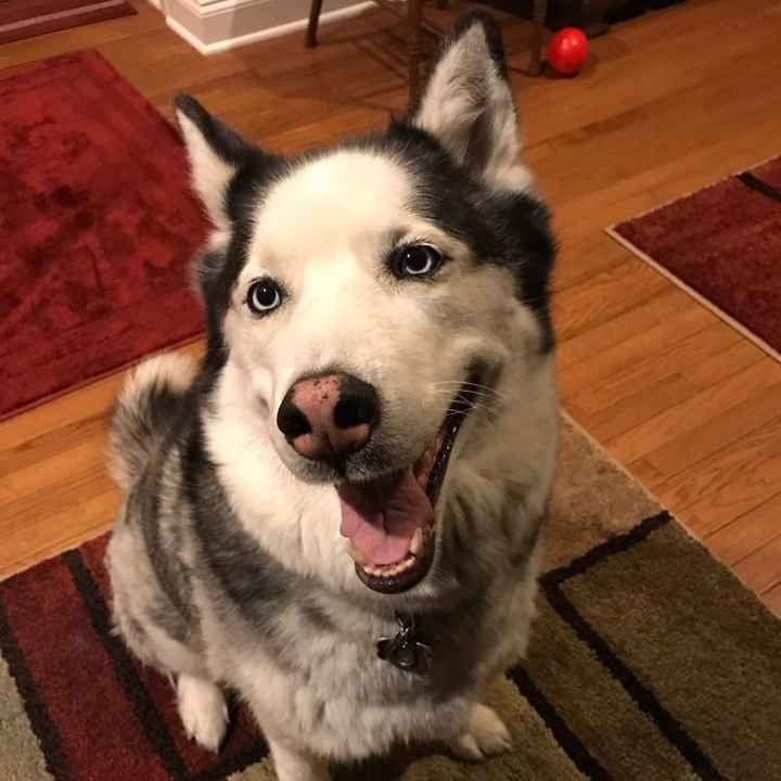 Nwr- show me your fur babies