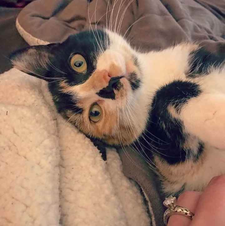 Nwr- show me your fur babies