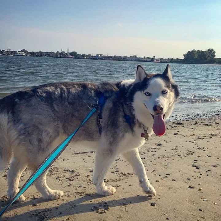 Furbabies?(non wedding post)