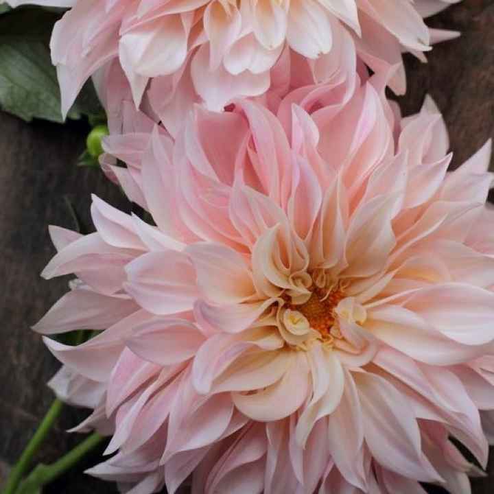 Poll: What's your favorite flower?