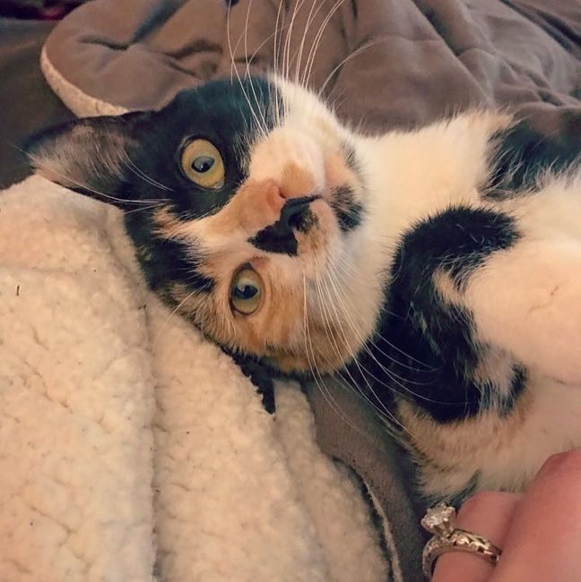 Nwr- show me your fur babies
