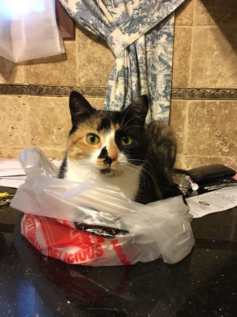 NWR: Furbaby!