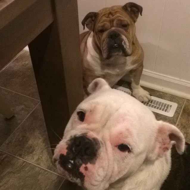 Thoughts on dogs in the wedding?