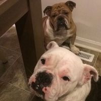 Thoughts on dogs in the wedding?