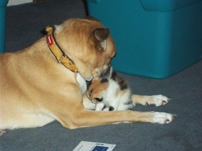*NWR* Post pics of your furry (or not so furry) kids!