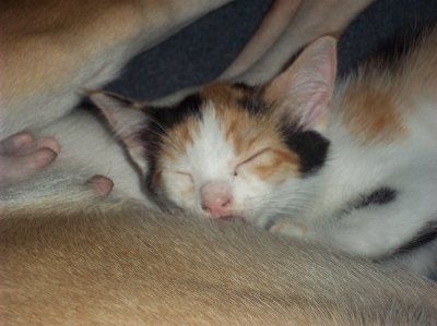 *NWR* Post pics of your furry (or not so furry) kids!