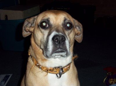 Just for fun- haven't seen the furbabies in awhile