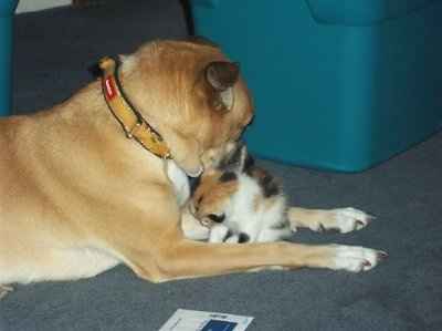 *NWR* Post pics of your furry (or not so furry) kids!