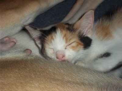 *NWR* Post pics of your furry (or not so furry) kids!