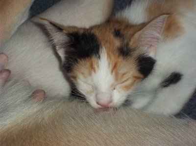 Just for fun- haven't seen the furbabies in awhile