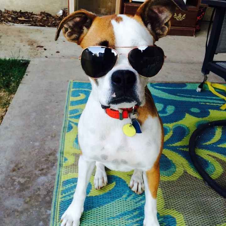 Four legged kids at wedding--Show me yours!!!