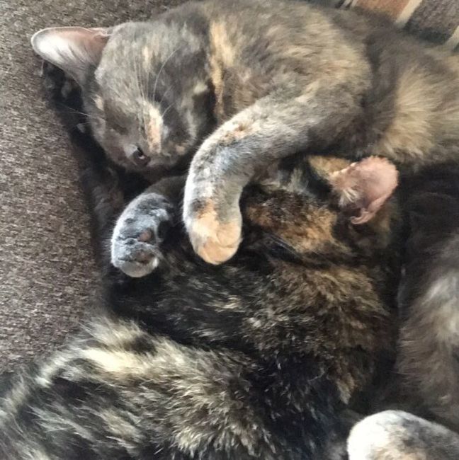 NWR:  Show me your fur babies!