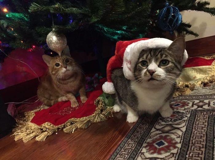 Pet PSA: No Holiday Plants!!!!!