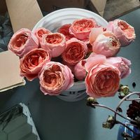 Brunch and Bubbly - Back and Showered! Pic Heavy! - 6