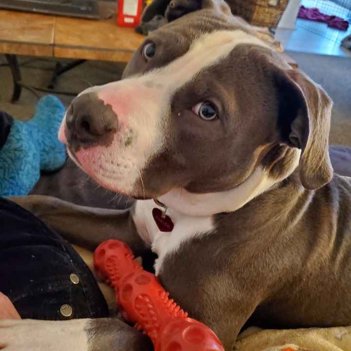 Let’s See Your Fur Babies! - 1