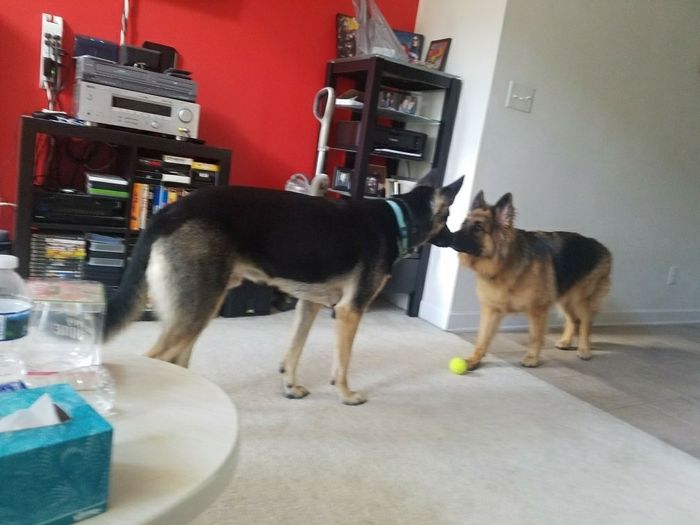 Nwr: puppy fever! (Pics included)