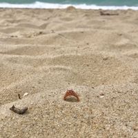 Favorite Ring Detail - 1