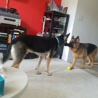 Nwr: puppy fever! (Pics included)