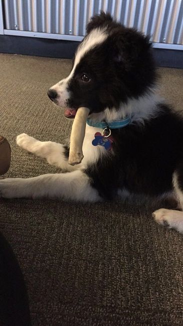 NWR: New Puppy!
