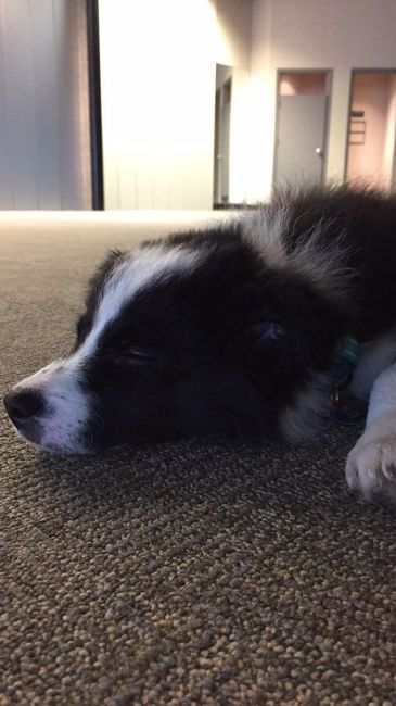 NWR: New Puppy!