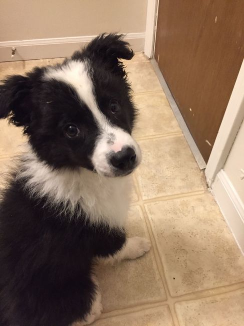 NWR: New Puppy!