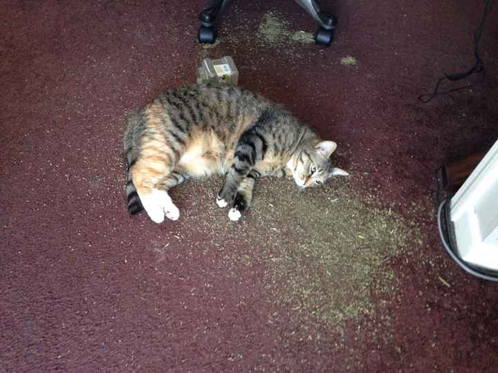 NWR - Send me pictures of your pets/memes