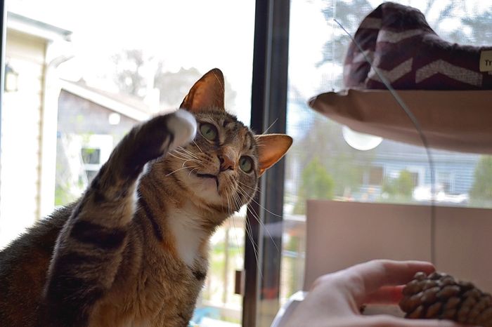 Pets "helping" you make things