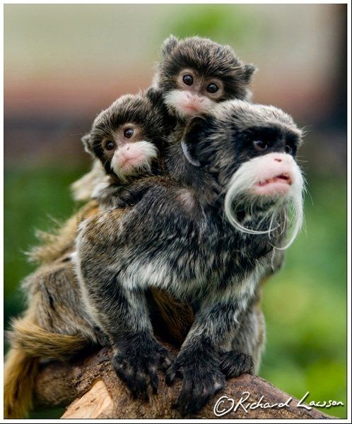 Furbabies (to lighten the mood)