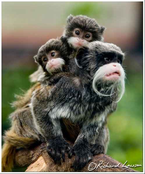 Furbabies (to lighten the mood)