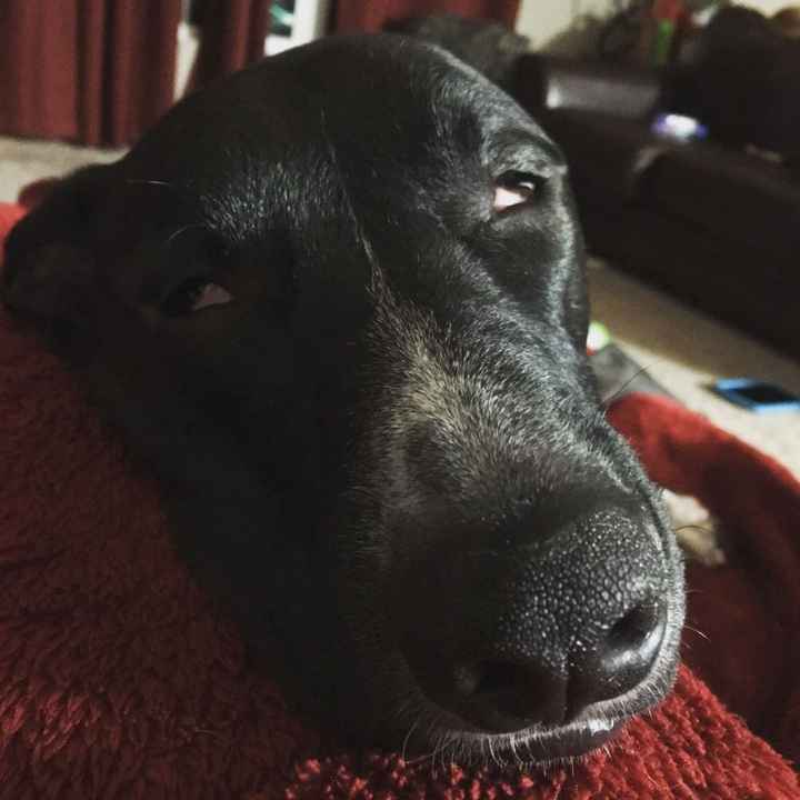 NWR: Show me your pups!