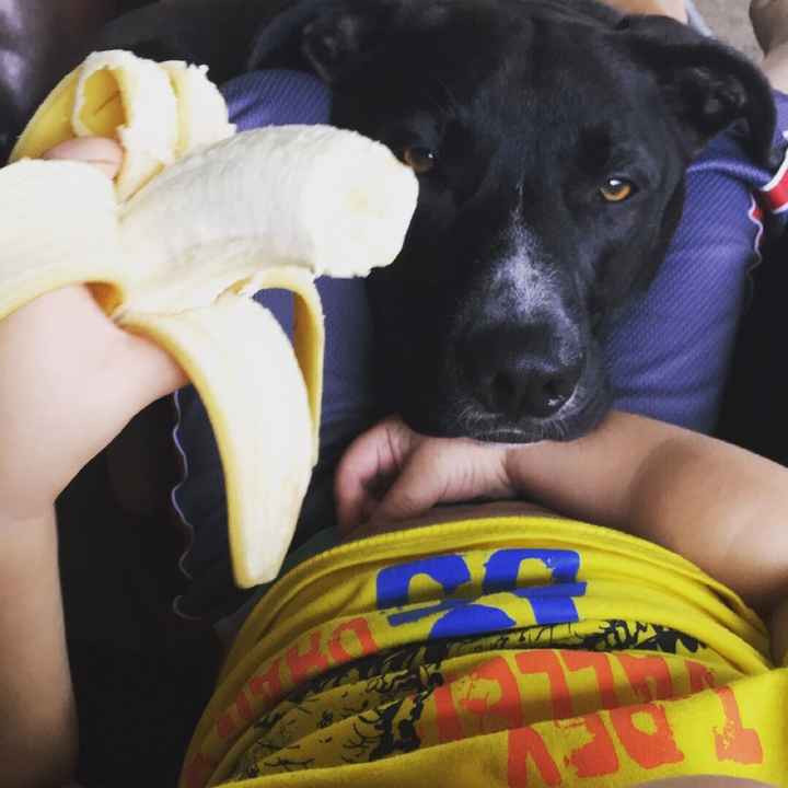 Let me see those fur babies!