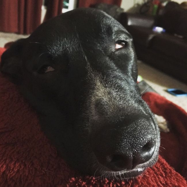 NWR: Show me your pups!
