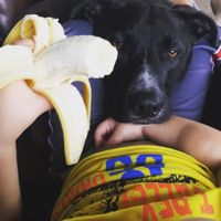 Let me see those fur babies!