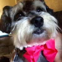 NWR: Dachshunds and other small dog owners