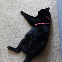 NWR: New kitty!
