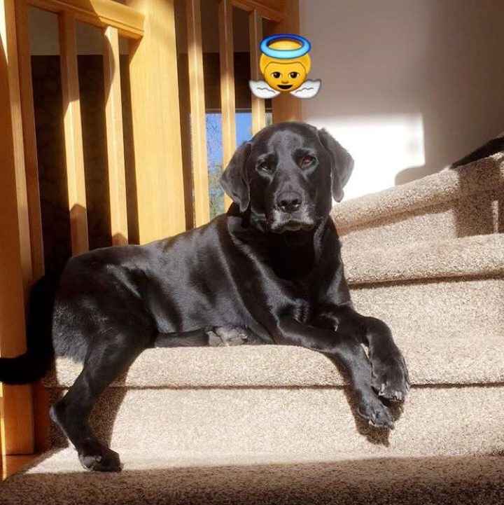 Let me see those fur babies!