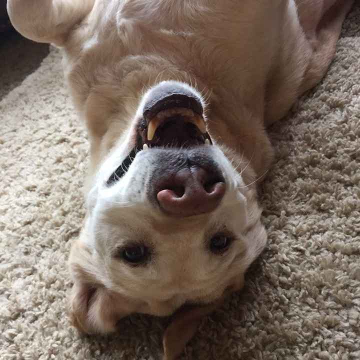 Let me see those fur babies!