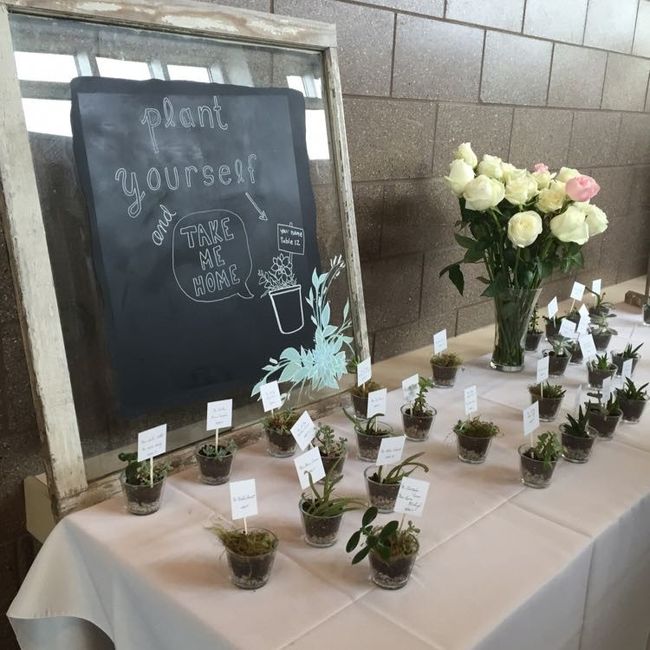 Succulents as favors