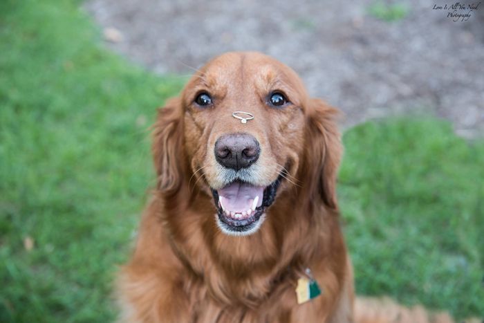 Are you including your pet in your engagement pictures? - 5
