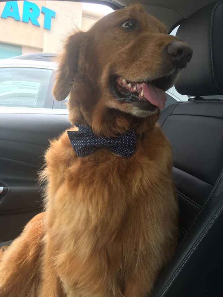 Fur Babies and Weddings! - 1