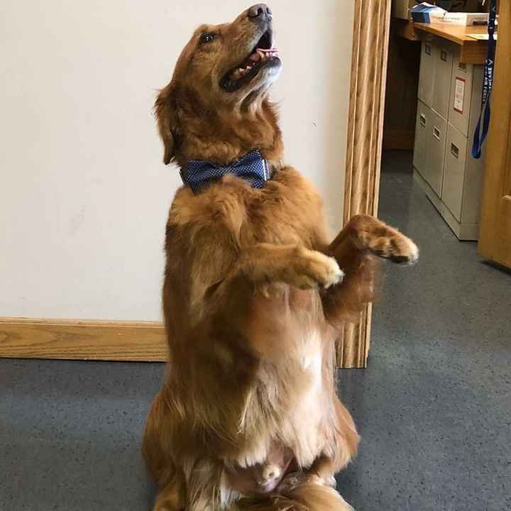 Fur Babies and Weddings! - 1