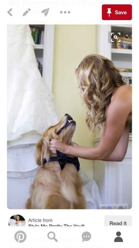 Thoughts on dogs in the wedding?