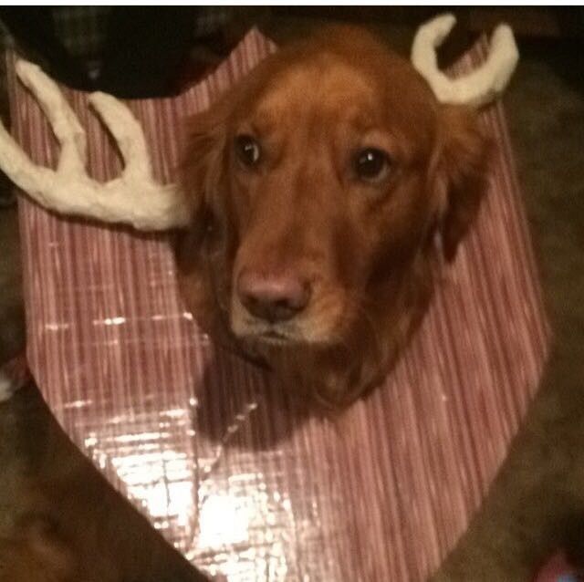 NWR: Do your pets celebrate Halloween?