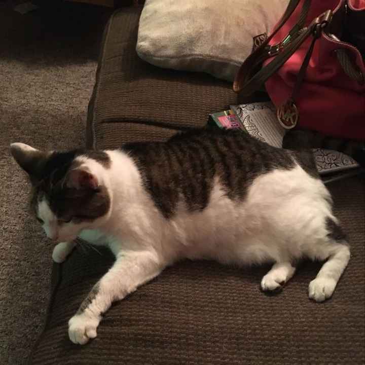 Show my your kitties!
