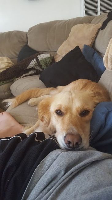 Fur babies