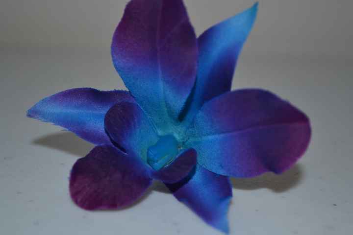 Silk blue galaxy singapore orchids